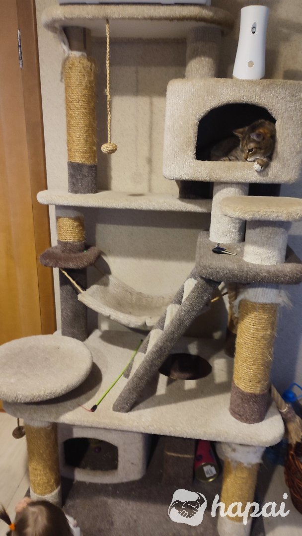 Кошачий домик