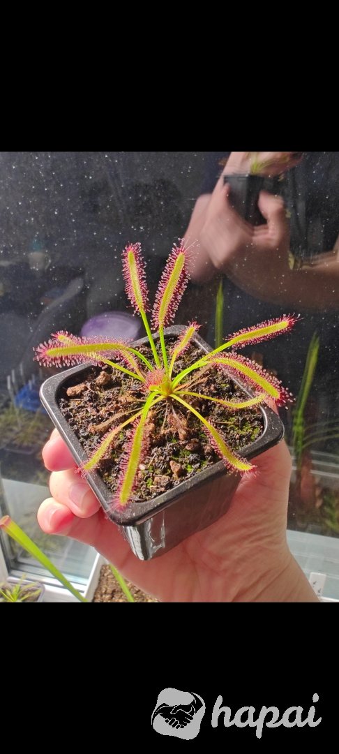 Росянка хищное растение