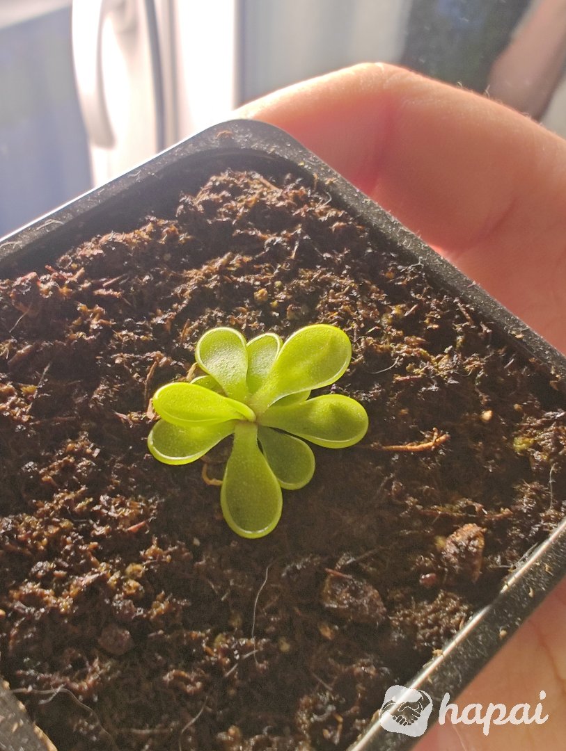 Жирянка emarginata. Хищное растение