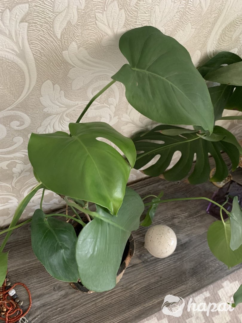 Фото 3