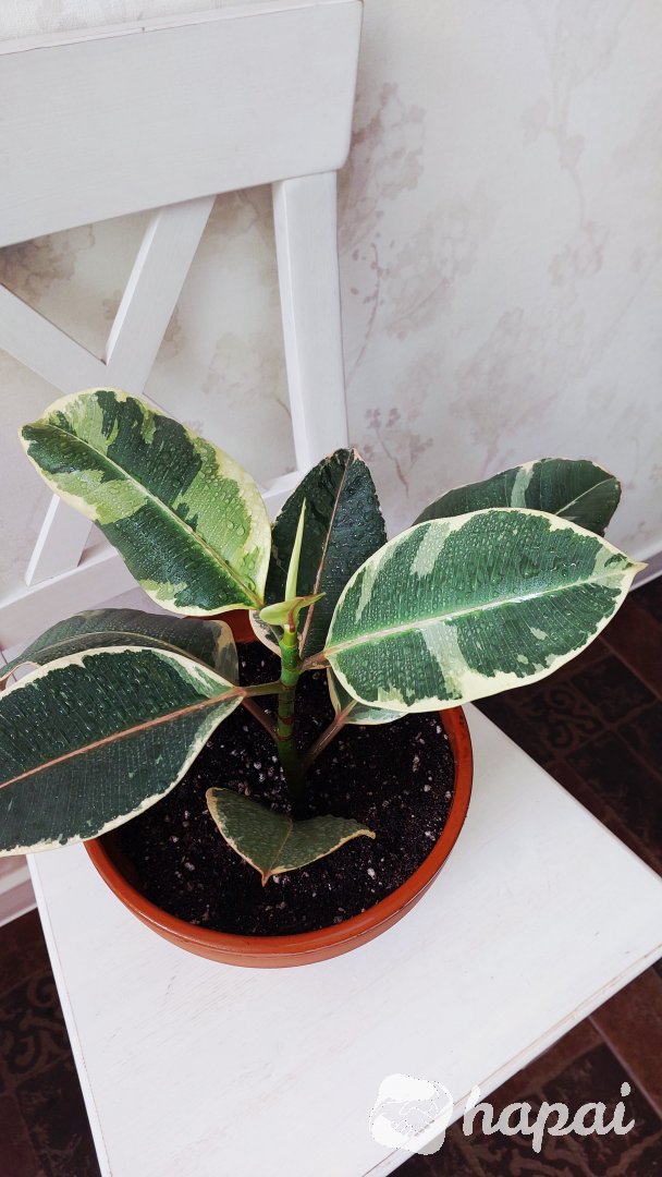 Фото 6