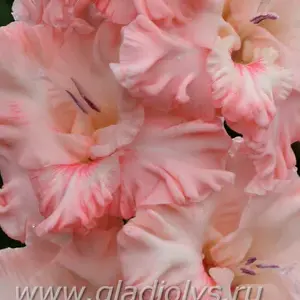 гладиолус