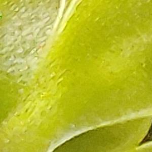 Жирянка emarginata. Хищное растение